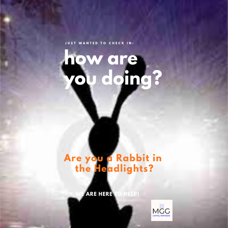 Are you a Rabbit in the Headlights?